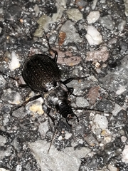 Carabus lusitanicus antiquus