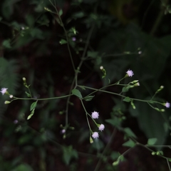 Fleischmannia sinclairii