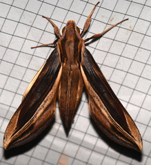 Xylophanes pyrrhus