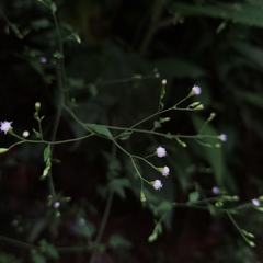 Fleischmannia sinclairii