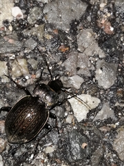 Carabus lusitanicus antiquus