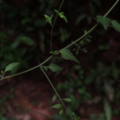 Fleischmannia sinclairii