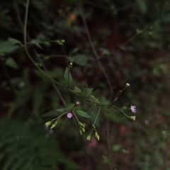 Fleischmannia sinclairii