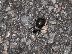 Carabus lusitanicus antiquus