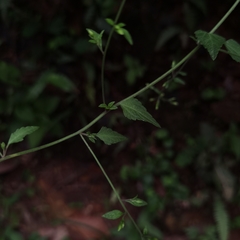 Fleischmannia sinclairii