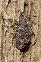 Syrphetodes marginatus