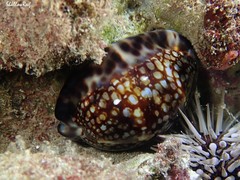 Mauritia maculifera maculifera