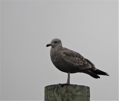 Larus argentatus
