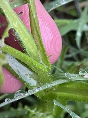 Pholistoma auritum auritum