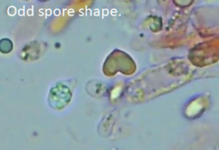 Rhizocybe