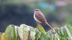 Legatus leucophaius
