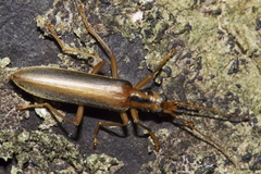 Thelyphassa lineata