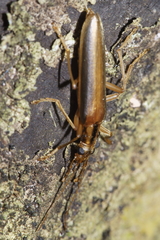 Thelyphassa lineata