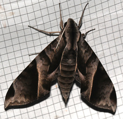 Eumorpha obliquus