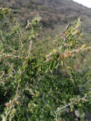 Condalia velutina