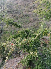 Condalia velutina