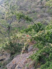 Condalia velutina