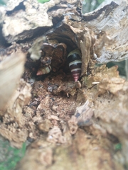 Leiostracus carnavalescus