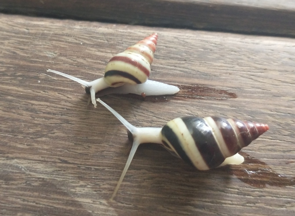 Sanniostracus