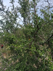 Condalia velutina