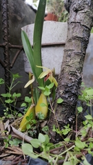 Maxillariinae