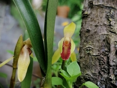 Maxillariinae