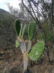Opuntia lasiacantha