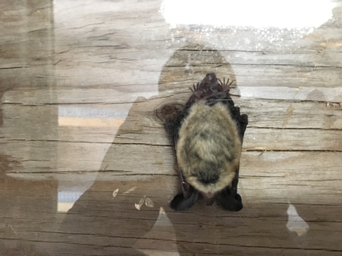iNaturalist observation photo of Long-eared Myotis