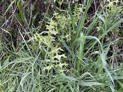 Pholistoma auritum auritum