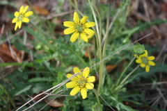 Berlandiera subacaulis