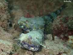 Synodus dermatogenys