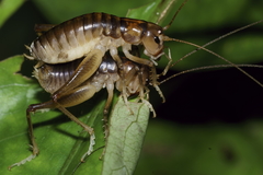 Hemiandrus bilobatus