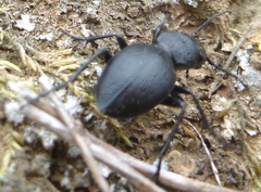 Omus californicus