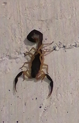 Centruroides fulvipes