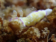 Goniobranchus albopustulosus