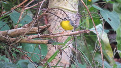 Basileuterus culicivorus