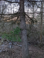 Pseudotsuga menziesii