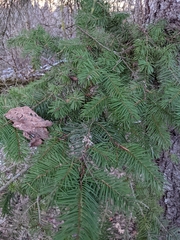 Pseudotsuga menziesii