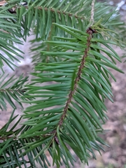 Pseudotsuga menziesii