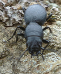 Omus californicus