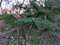 Pseudotsuga menziesii