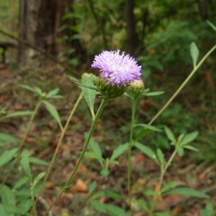 Centratherum riparium