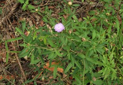 Centratherum riparium