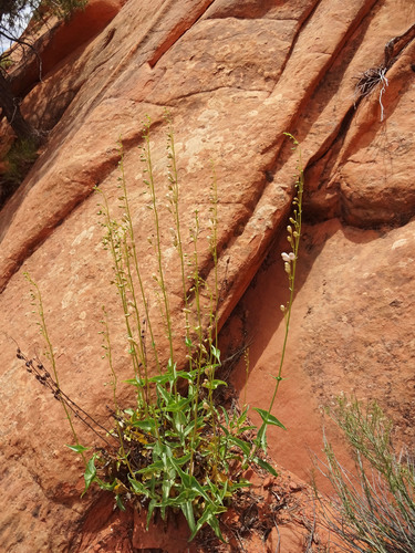 Palmer's penstemon