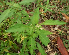 Centratherum riparium