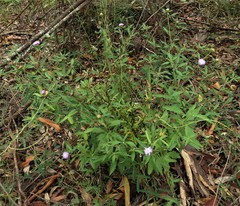 Centratherum riparium