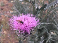 Cirsium occidentale