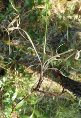 Carex membranacea