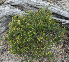Styphelia intertexta