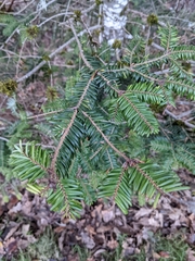 Abies grandis
